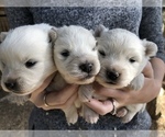 Small Photo #4 Miniature American Eskimo Puppy For Sale in OREGON CITY, OR, USA
