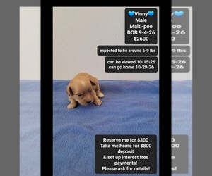 Maltipoo (Toy) Puppy for sale in TUCSON, AZ, USA