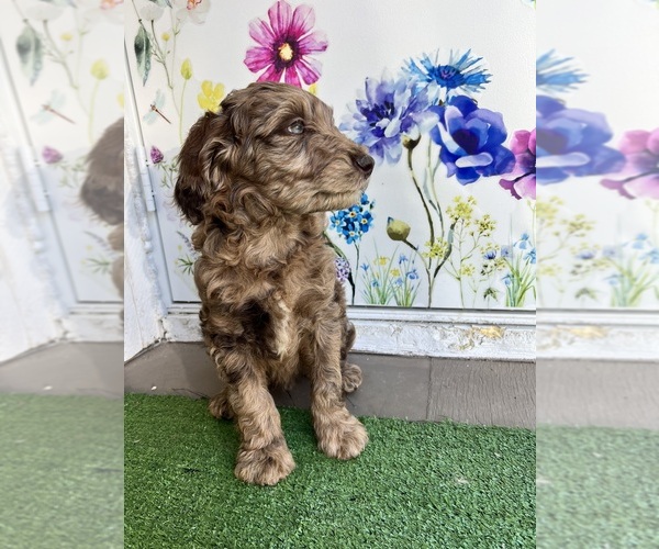 Medium Photo #3 Golden Mountain Doodle Puppy For Sale in SAN JACINTO, CA, USA