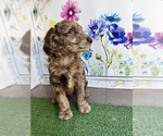 Puppy Choco Golden Mountain Doodle