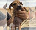 Small American Pit Bull Terrier