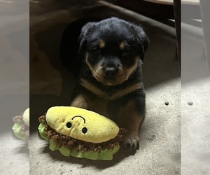 Rottweiler Puppy for sale in ALBION, MI, USA