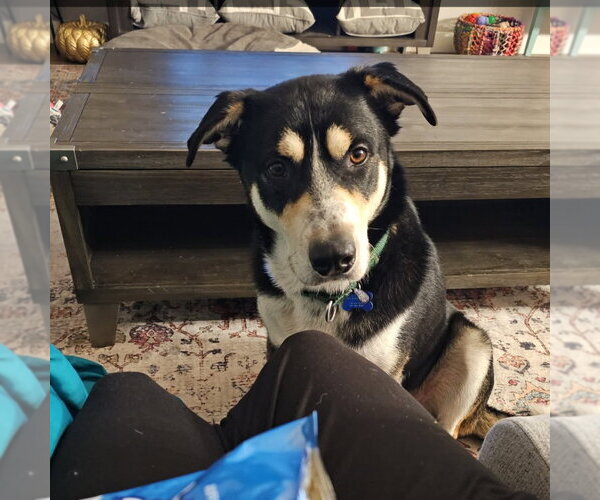 Medium Photo #16 Mutt Puppy For Sale in Fargo, ND, USA