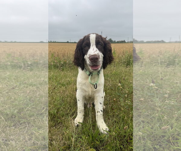 Medium Photo #2 English Springer Spaniel Puppy For Sale in Sykesville, MD, USA