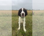 Small #1 English Springer Spaniel