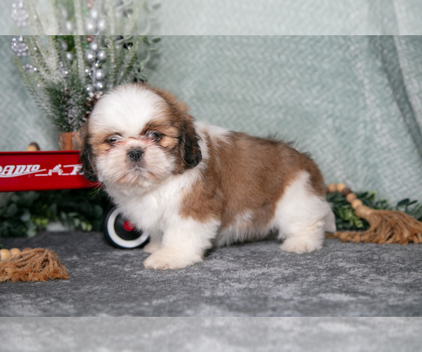 Medium Photo #3 Shih Tzu Puppy For Sale in CLARE, MI, USA