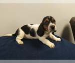 Small Photo #13 Basset Hound Puppy For Sale in SODDY DAISY, TN, USA