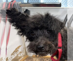 Mutt Dogs for adoption in Wheaton, IL, USA