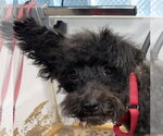 Minnie - Female Mutt Dog for Adoption - Small photo