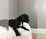 Small Photo #8 Boxer Puppy For Sale in BECKS MILLS, OH, USA