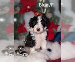 Small Photo #5 Sheepadoodle Puppy For Sale in SEAMAN, OH, USA