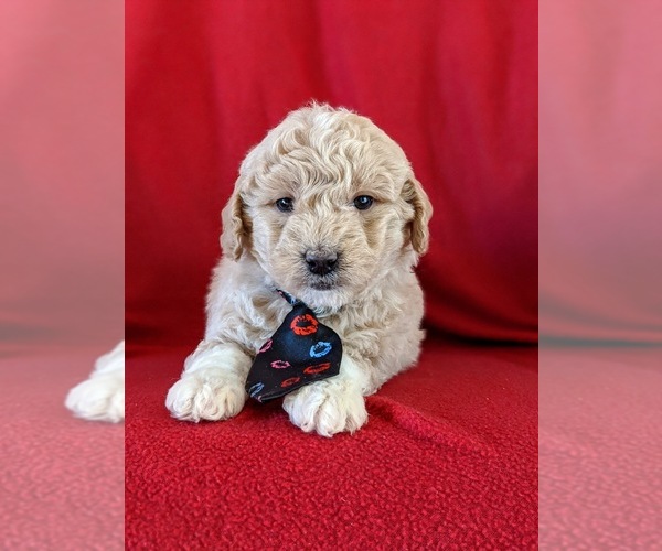 Medium Photo #4 Goldendoodle Puppy For Sale in OXFORD, PA, USA
