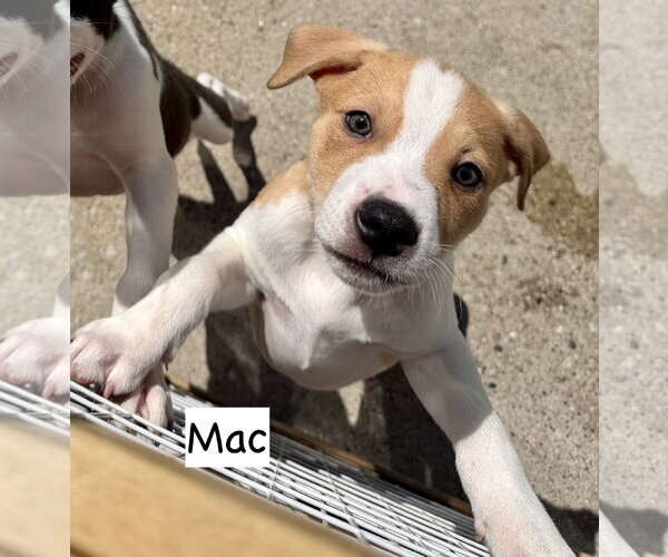 Medium Photo #3 Boxer Puppy For Sale in Gilberts, IL, USA