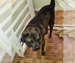 American Staffordshire Terrier-Unknown Mix Dogs for adoption in San Antonio, TX, USA