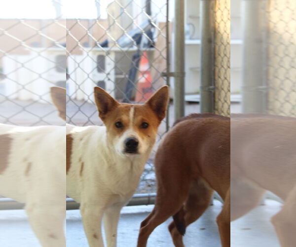 Medium Photo #1 Jack Russell Terrier-Unknown Mix Puppy For Sale in El Centro, CA, USA