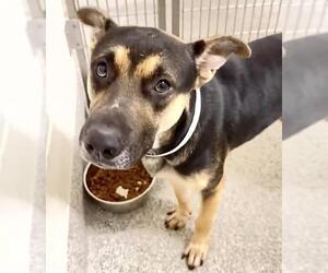 A661537 - Male German Shepherd Dog Dog for Adoption - Photo #2