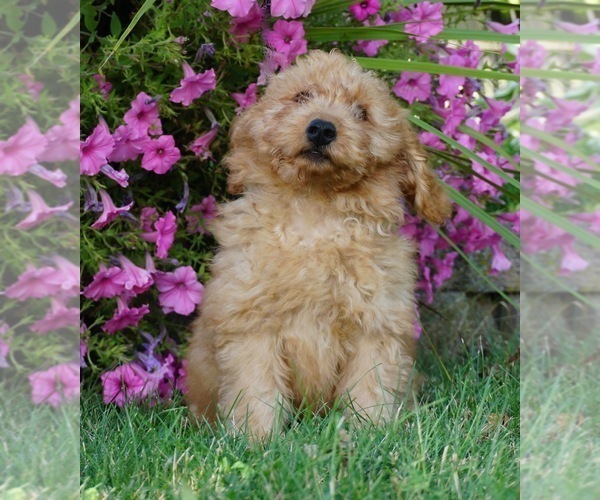 Medium Photo #4 Goldendoodle Puppy For Sale in NAPPANEE, IN, USA