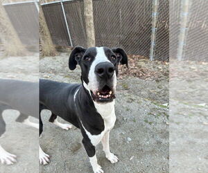 Great Dane Dogs for adoption in Bullard, TX, USA