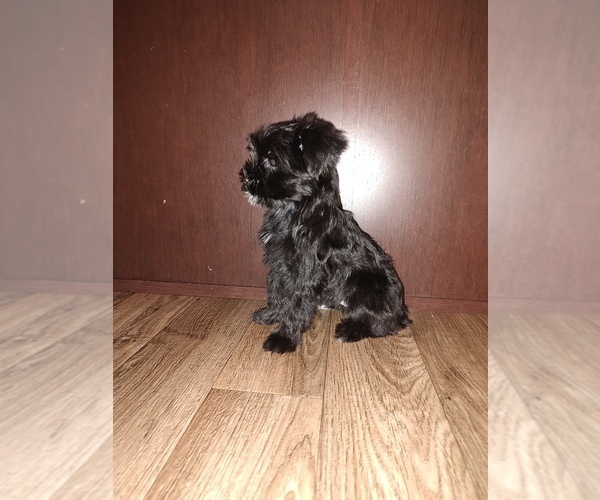 Medium Photo #26 YorkiePoo Puppy For Sale in LAPEER, MI, USA