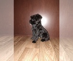 Small Photo #26 YorkiePoo Puppy For Sale in LAPEER, MI, USA