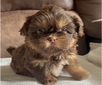 Small Shih Tzu