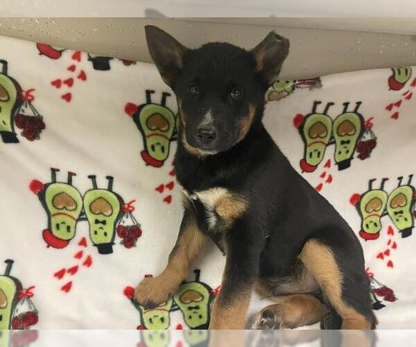 Medium Photo #1 German Shepherd Dog-Unknown Mix Puppy For Sale in HESPERIA, CA, USA