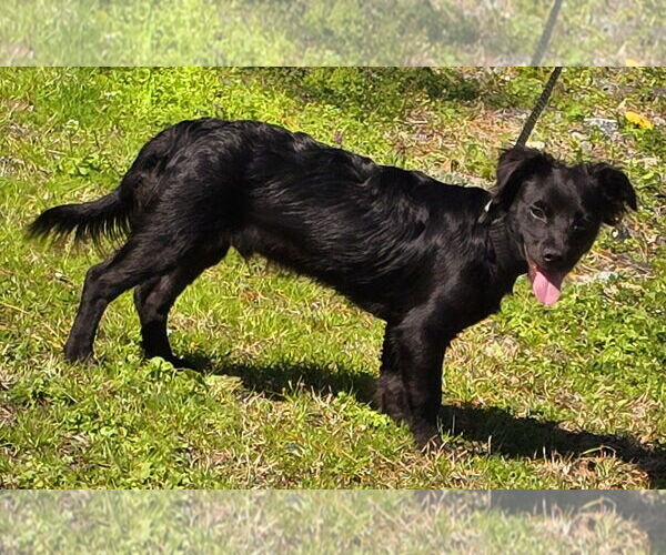 Medium Photo #2 Dachshund-Unknown Mix Puppy For Sale in Wetumpka, AL, USA