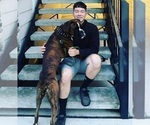 Small Photo #1 Boxer Puppy For Sale in COMMERCE CITY, CO, USA
