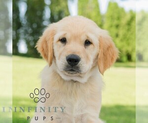 Golden Retriever Puppy for sale in NEWPORT, PA, USA