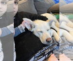 Small #4 Labrador Retriever Mix