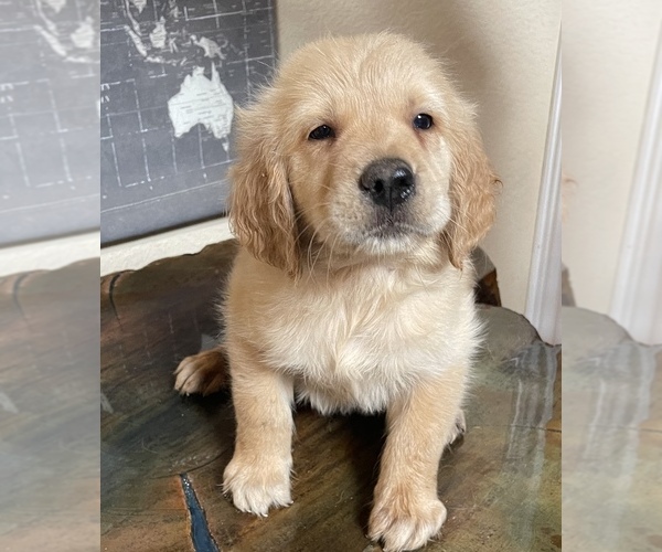 Medium Photo #3 Golden Retriever Puppy For Sale in NEOSHO, MO, USA