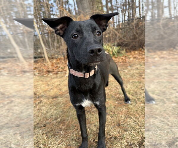 Medium Photo #14 Mountain Cur-Unknown Mix Puppy For Sale in Boston, MA, USA