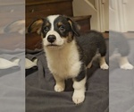 Image preview for Ad Listing. Nickname: Aspen