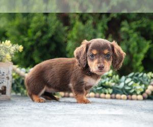 Medium Dachshund