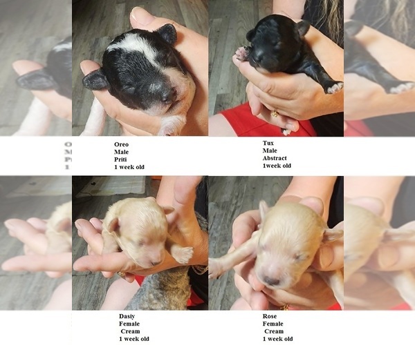 Medium Photo #1 Poodle (Toy) Puppy For Sale in HEPPNER, OR, USA