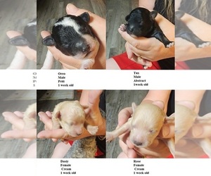 Poodle (Toy) Puppy for sale in HEPPNER, OR, USA