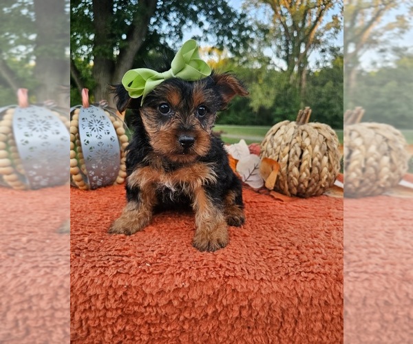 Medium Photo #3 Yorkshire Terrier Puppy For Sale in INDIANAPOLIS, IN, USA