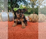 Small #2 Yorkshire Terrier