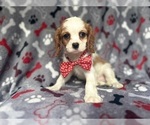 Small #1 Cavalier King Charles Spaniel
