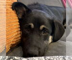 Small #1 German Shepherd Dog Mix