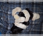 Small Photo #10 Labrador Retriever Puppy For Sale in ATHOL, MA, USA
