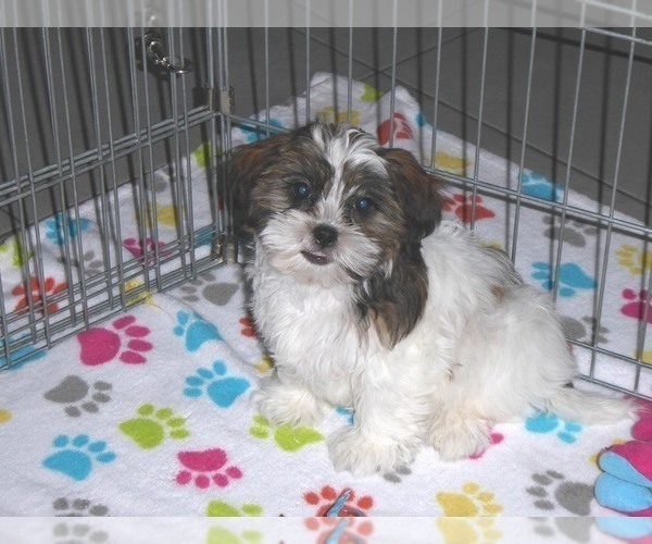 Medium Photo #4 Shorkie Tzu Puppy For Sale in ORO VALLEY, AZ, USA