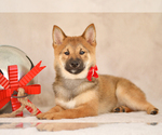Small Photo #2 Shiba Inu Puppy For Sale in Neosho, MO, USA