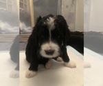 Small Photo #21 Bernedoodle Puppy For Sale in MIAMISBURG, OH, USA