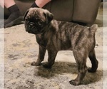 Small Photo #7 Pug Puppy For Sale in HILLTOP LAKES, TX, USA