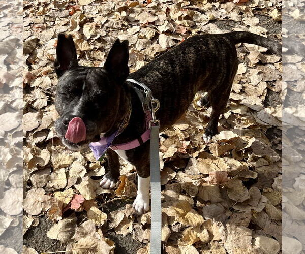 Medium Photo #4 American Pit Bull Terrier-Unknown Mix Puppy For Sale in Clarkston, MI, USA