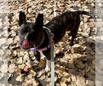 Small #3 American Pit Bull Terrier Mix