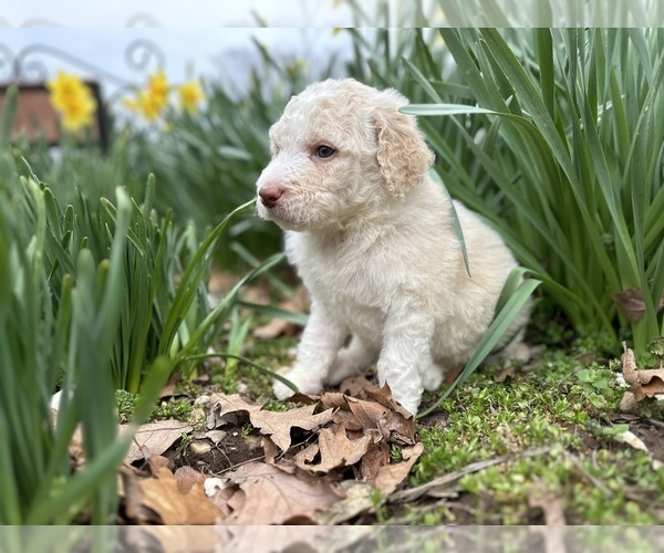 Medium Photo #4 Poodle (Standard) Puppy For Sale in MUSKOGEE, OK, USA