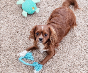 Father of the Cavapoo puppies born on 03/12/2025