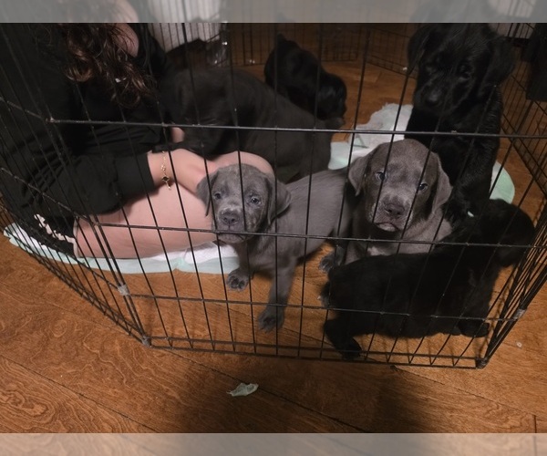 Medium Photo #1 Cane Corso Puppy For Sale in RENTON, WA, USA
